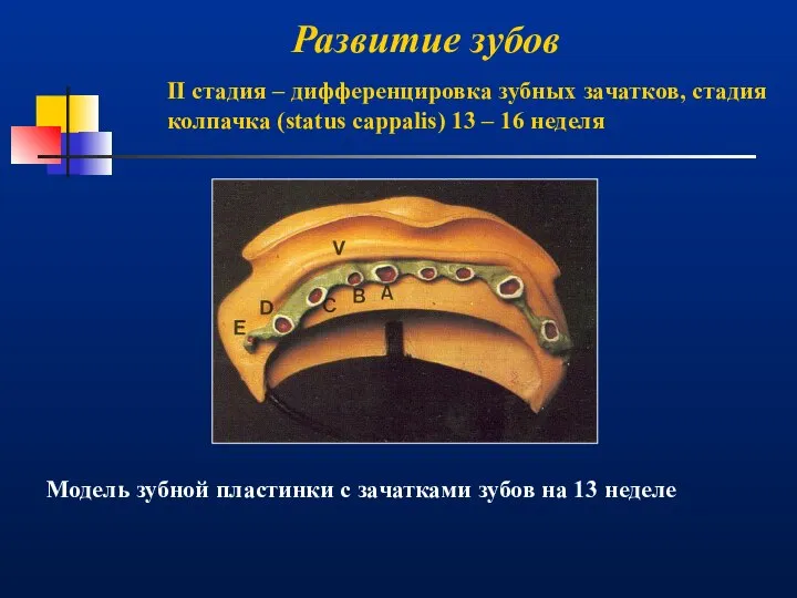Развитие зубов Модель зубной пластинки с зачатками зубов на 13 неделе
