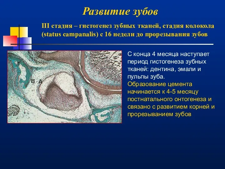 Развитие зубов III стадия – гистогенез зубных тканей, стадия колокола (status