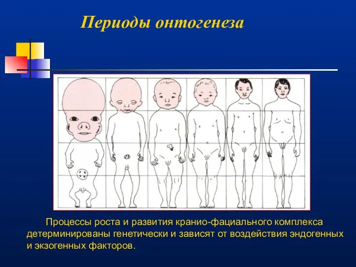 Периоды онтогенеза Процессы роста и развития кранио-фациального комплекса детерминированы генетически и