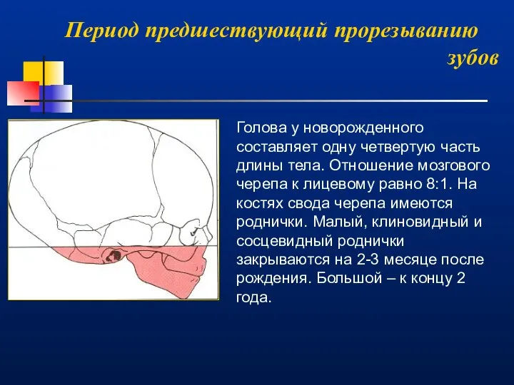 Период предшествующий прорезыванию зубов Голова у новорожденного составляет одну четвертую часть