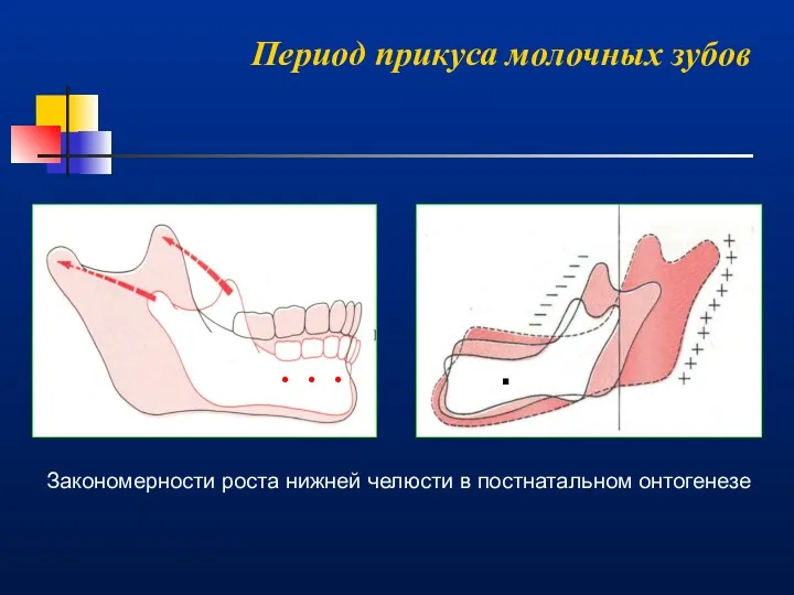 Период прикуса молочных зубов . . . Закономерности роста нижней челюсти в постнатальном онтогенезе .