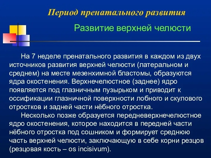 Период пренатального развития Развитие верхней челюсти На 7 неделе пренатального развития