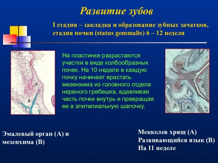 Развитие зубов Эмалевый орган (А) и мезенхима (В) I стадия –