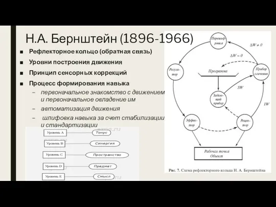 Н.А. Бернштейн (1896-1966) Рефлекторное кольцо (обратная связь) Уровни построения движения Принцип