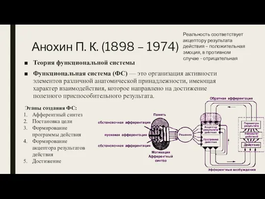 Анохин П. К. (1898 – 1974) Теория функциональной системы Функциональная система