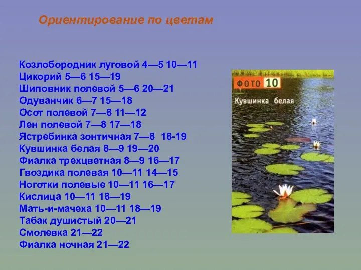 Козлобородник луговой 4—5 10—11 Цикорий 5—6 15—19 Шиповник полевой 5—6 20—21