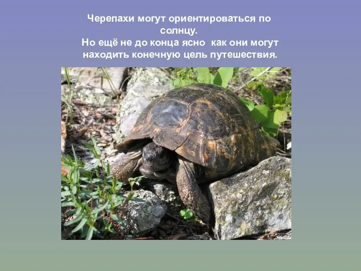 Черепахи могут ориентироваться по солнцу. Но ещё не до конца ясно