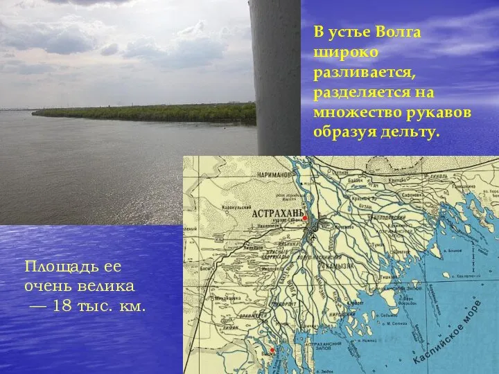 В устье Волга широко разливается, разделяется на множество рукавов образуя дельту.