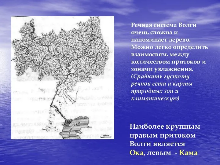 Речная система Волги очень сложна и напоминает дерево. Можно легко определить