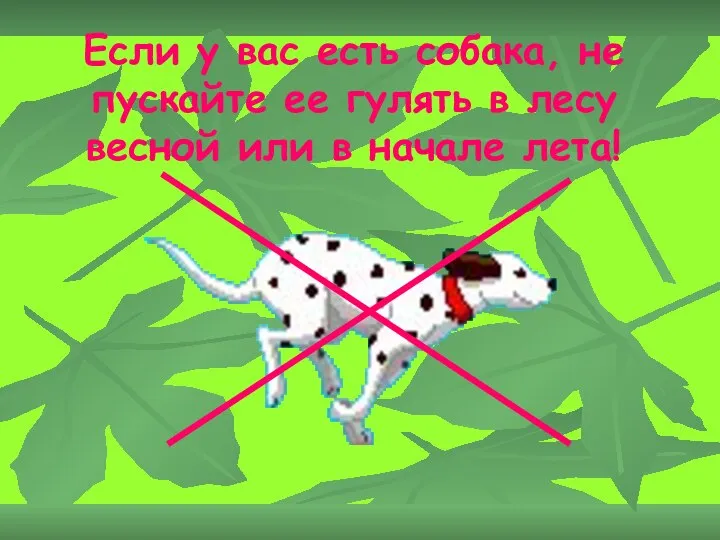 Если у вас есть собака, не пускайте ее гулять в лесу весной или в начале лета!