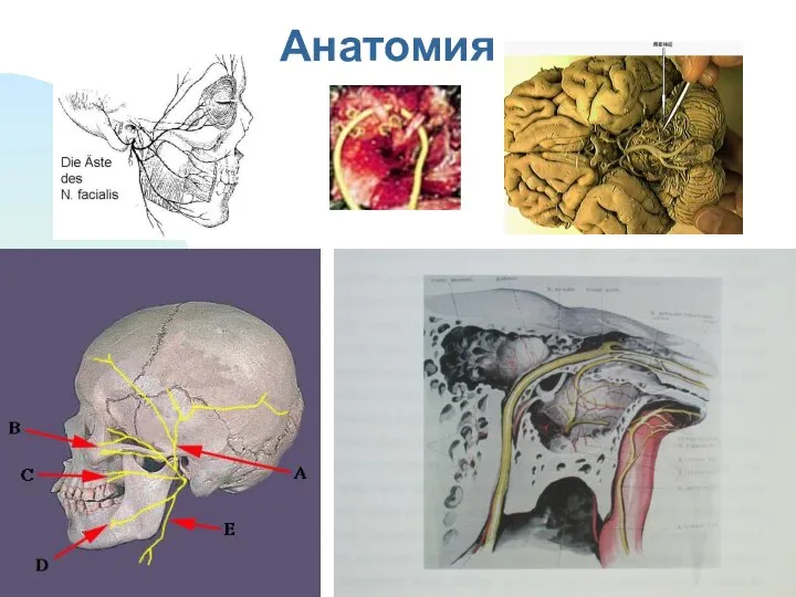 Анатомия