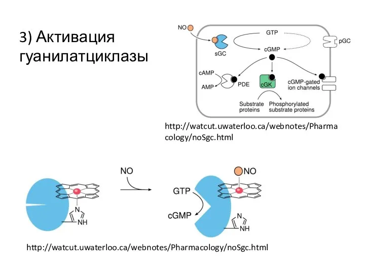 3) Активация гуанилатциклазы http://watcut.uwaterloo.ca/webnotes/Pharmacology/noSgc.html http://watcut.uwaterloo.ca/webnotes/Pharmacology/noSgc.html