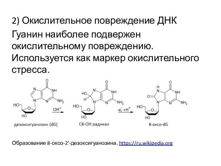 2) Окислительное повреждение ДНК Гуанин наиболее подвержен окислительному повреждению. Используется как