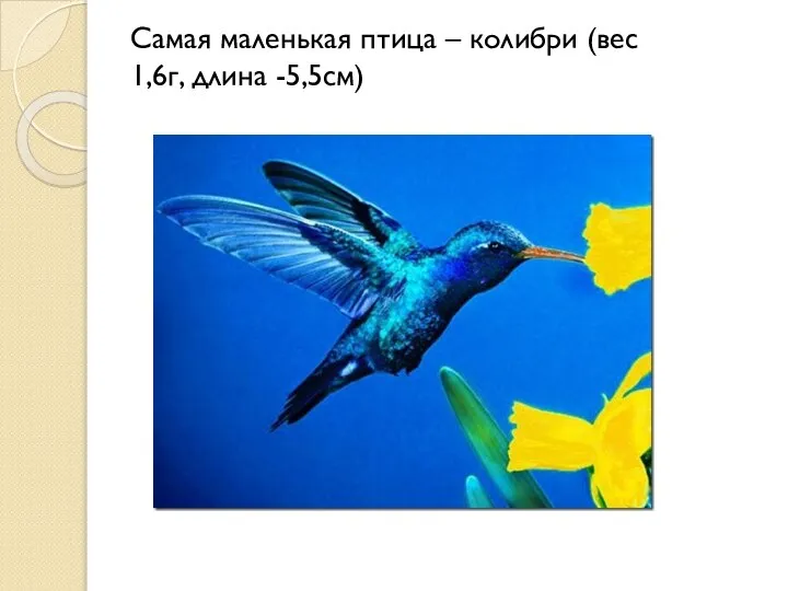 Самая маленькая птица – колибри (вес 1,6г, длина -5,5см)