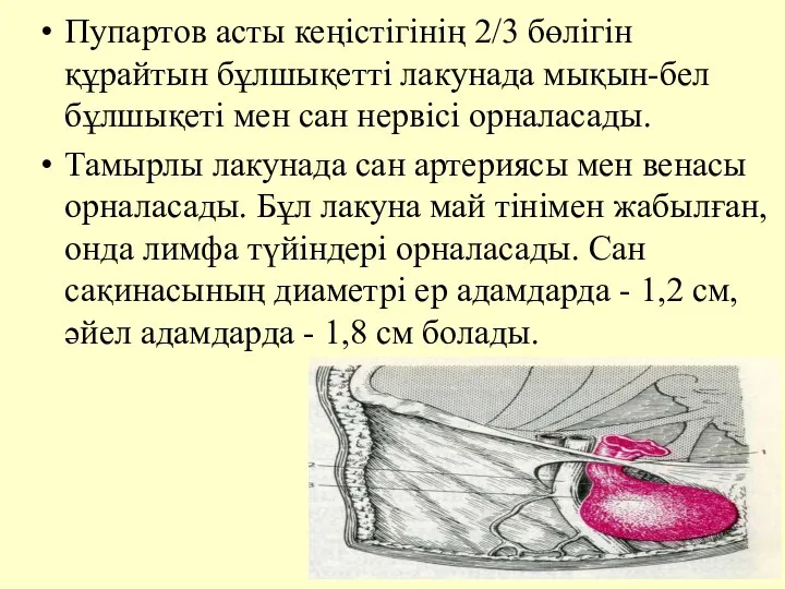 Пупартов асты кеңiстiгiнiң 2/3 бөлiгiн құрайтын бұлшықеттi лакунада мықын-бел бұлшықетi мен