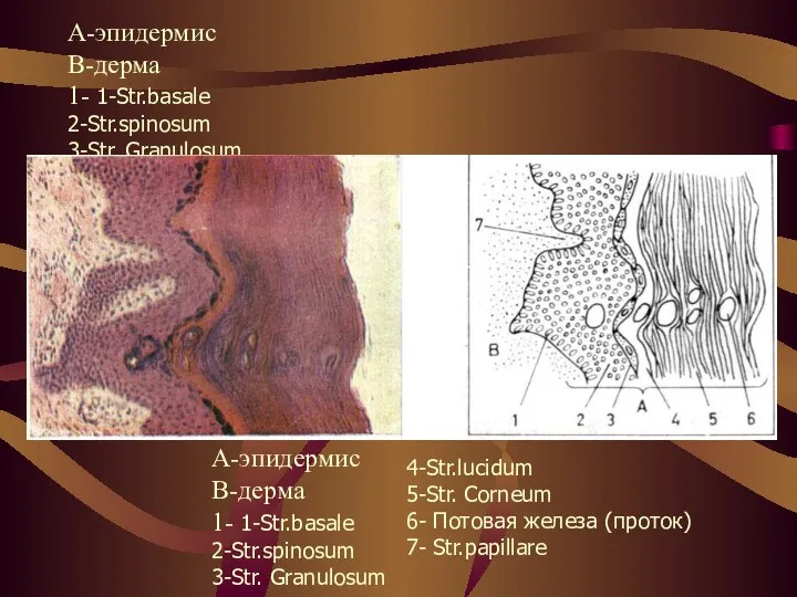 А-эпидермис В-дерма 1- 1-Str.basale 2-Str.spinosum 3-Str. Granulosum А-эпидермис В-дерма 1- 1-Str.basale