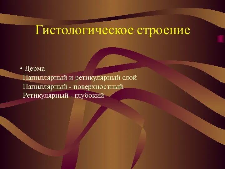 Гистологическое строение Дерма Папиллярный и ретикулярный слой Папиллярный - поверхностный Ретикулярный - глубокий