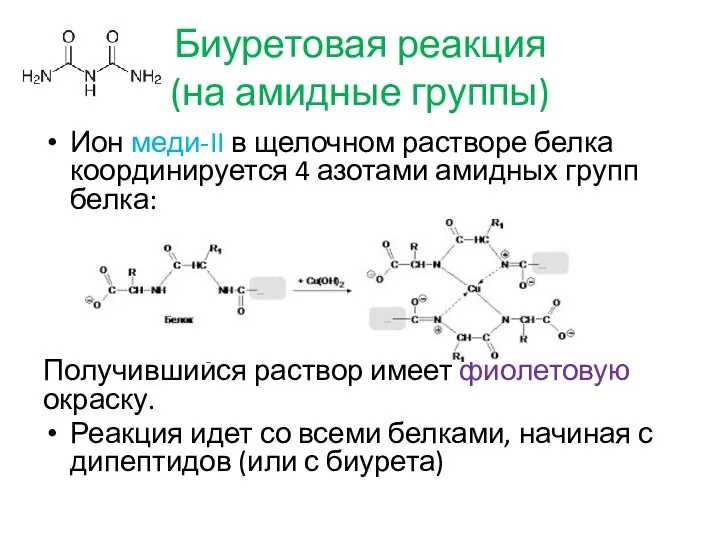 Биуретовая реакция (на амидные группы) Ион меди-II в щелочном растворе белка