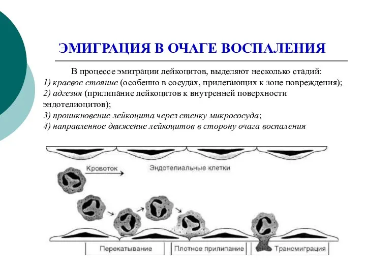 ЭМИГРАЦИЯ В ОЧАГЕ ВОСПАЛЕНИЯ В процессе эмиграции лейкоцитов, выделяют несколько стадий: