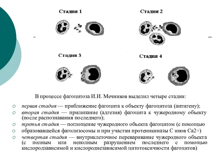 В процессе фагоцитоза И.И. Мечников выделил четыре стадии: первая стадия —