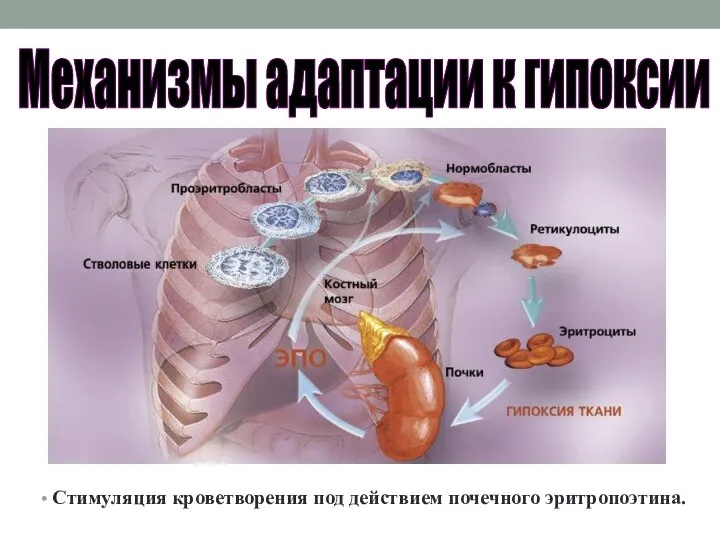 Стимуляция кроветворения под действием почечного эритропоэтина. Механизмы адаптации к гипоксии