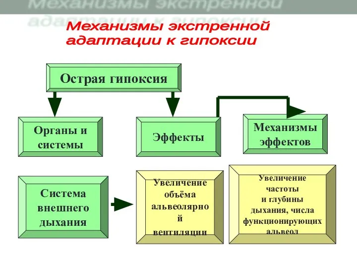 Острая гипоксия Увеличение объёма альвеолярной вентиляции Органы и системы Система внешнего