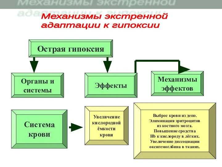 Острая гипоксия Увеличение кислородной ёмкости крови Органы и системы Система крови