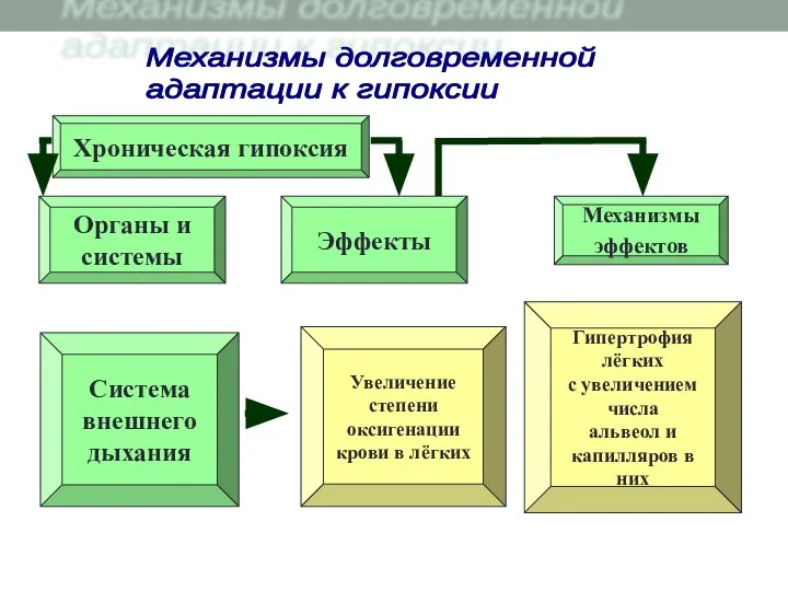 Хроническая гипоксия Увеличение степени оксигенации крови в лёгких Органы и системы