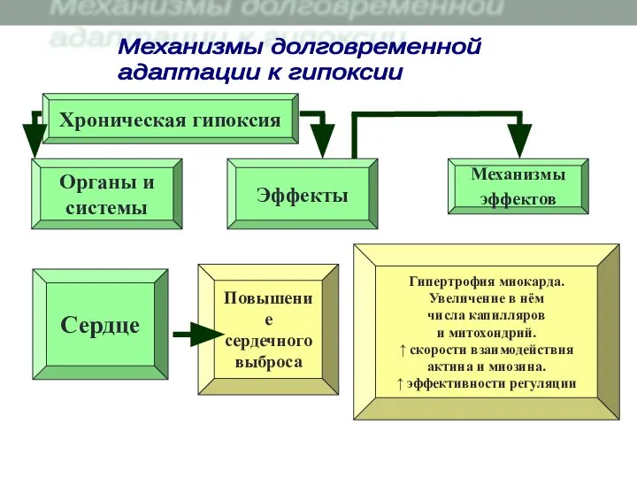 Хроническая гипоксия Повышение сердечного выброса Органы и системы Сердце Эффекты Механизмы