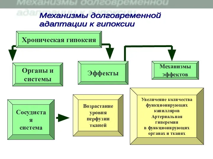 Хроническая гипоксия Возрастание уровня перфузии тканей Органы и системы Сосудистая система