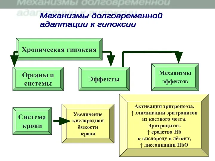 Хроническая гипоксия Увеличение кислородной ёмкости крови Органы и системы Система крови