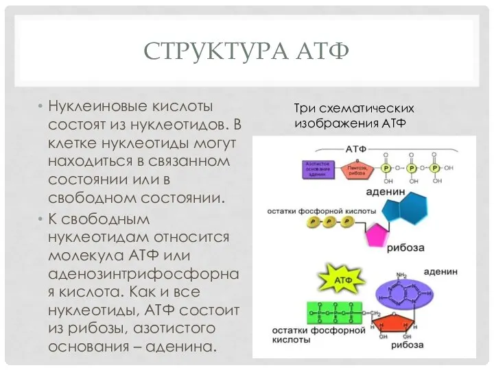 СТРУКТУРА АТФ Нуклеиновые кислоты состоят из нуклеотидов. В клетке нуклеотиды могут