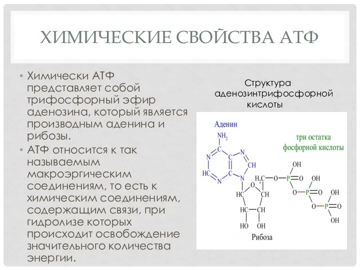 ХИМИЧЕСКИЕ СВОЙСТВА АТФ Химически АТФ представляет собой трифосфорный эфир аденозина, который