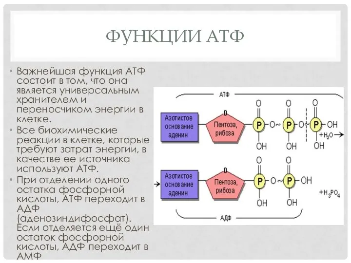 ФУНКЦИИ АТФ Важнейшая функция АТФ состоит в том, что она является