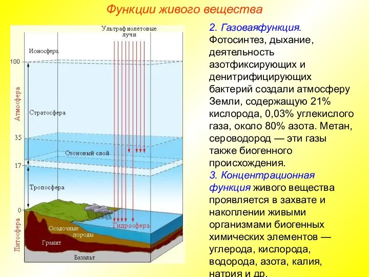 Функции живого вещества 2. Газоваяфункция.Фотосинтез, дыхание, деятельность азотфиксирующих и денитрифицирующих бактерий