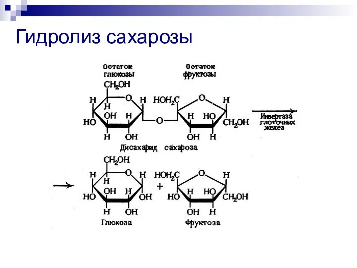 Гидролиз сахарозы