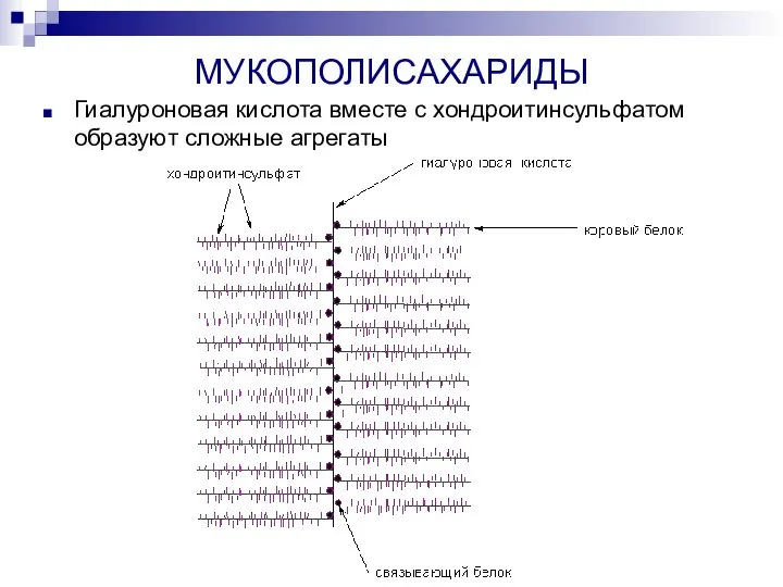 МУКОПОЛИСАХАРИДЫ Гиалуроновая кислота вместе с хондроитинсульфатом образуют сложные агрегаты