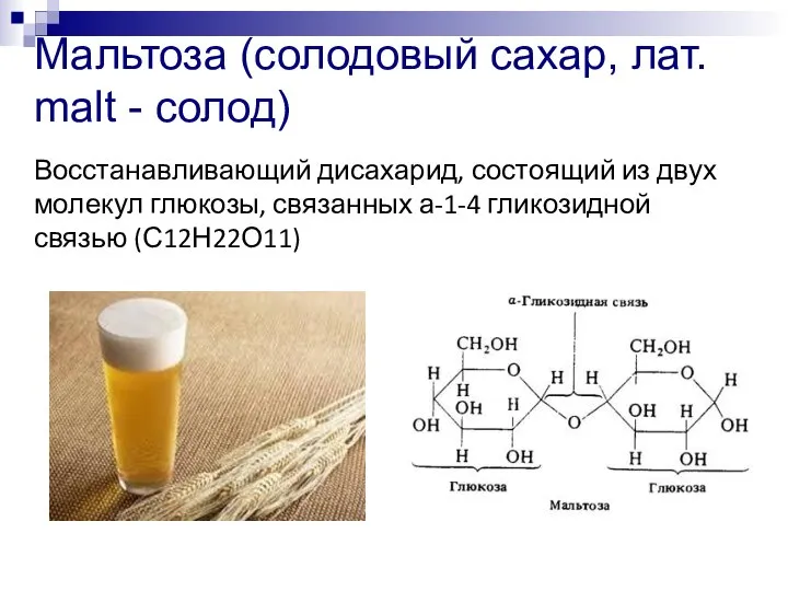 Мальтоза (солодовый сахар, лат. malt - солод) Восстанавливающий дисахарид, состоящий из