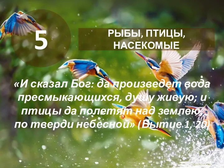 «И сказал Бог: да произведет вода пресмыкающихся, душу живую; и птицы