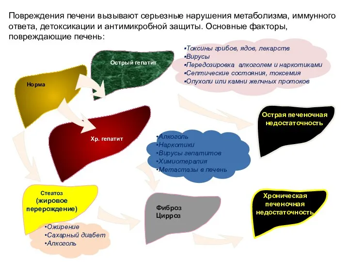 Норма Хр. гепатит Фиброз Цирроз Стеатоз (жировое перерождение) Хроническая печеночная недостаточность