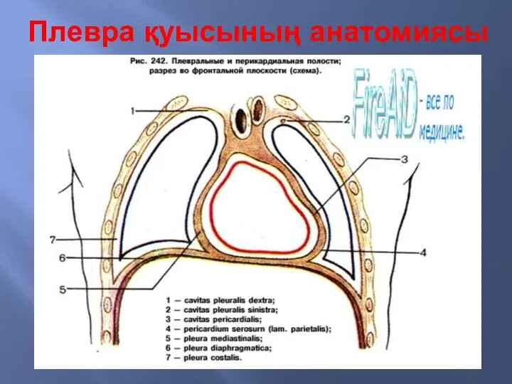 Плевра қуысының анатомиясы