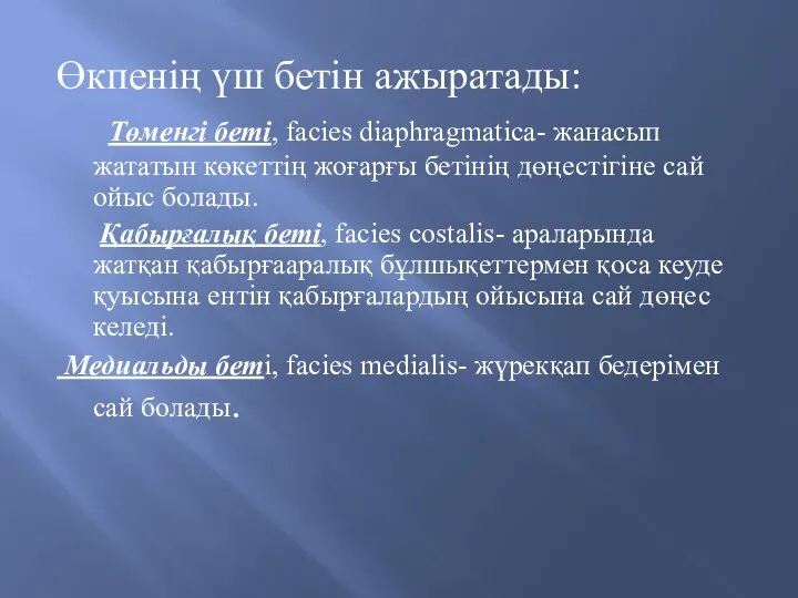 Өкпенің үш бетін ажыратады: Төменгі беті, facies diaphragmatica- жанасып жататын көкеттің