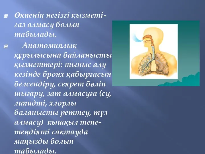 Өкпенің негізгі қызметі- газ алмасу болып табылады. Анатомиялық құрылысына байланысты қызметтері: