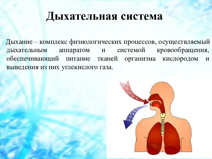 Дыхание – комплекс физиологических процессов, осуществляемый дыхательным аппаратом и системой кровообращения,