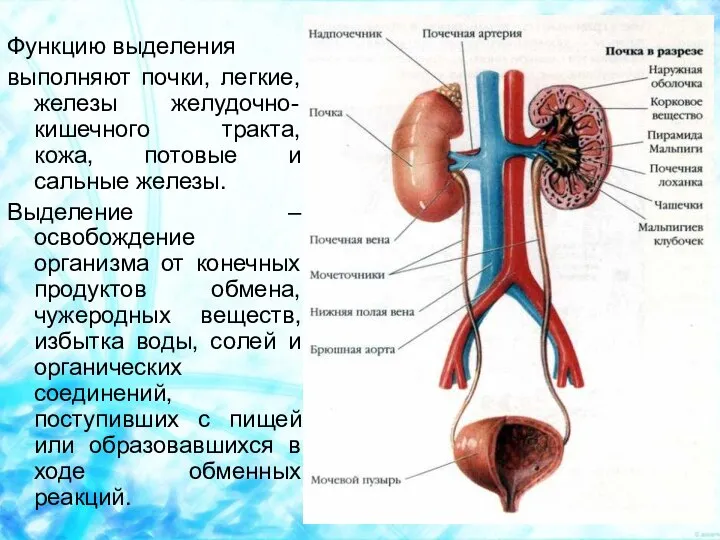 Функцию выделения выполняют почки, легкие, железы желудочно-кишечного тракта, кожа, потовые и