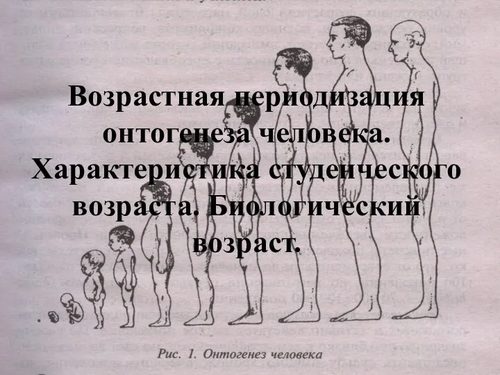 Возрастная периодизация онтогенеза человека. Характеристика студенческого возраста. Биологический возраст.