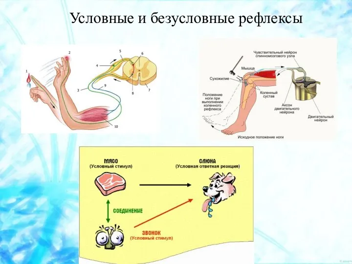 Условные и безусловные рефлексы