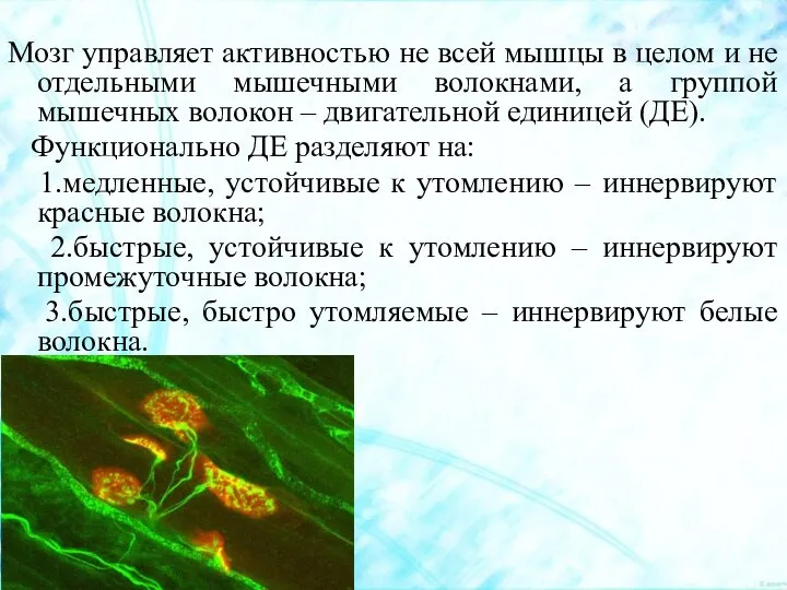 Мозг управляет активностью не всей мышцы в целом и не отдельными