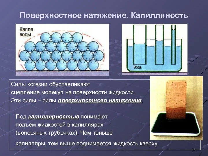 Поверхностное натяжение. Капилляность Силы когезии обуславливают сцепление молекул на поверхности жидкости.