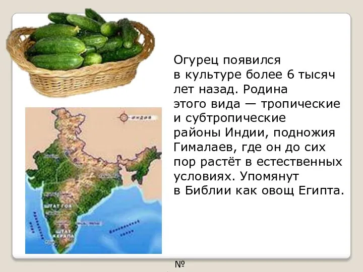 Огурец появился в культуре более 6 тысяч лет назад. Родина этого